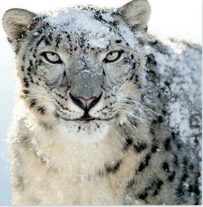 Snow leopards in Mongolia - People's Trust for Endangered Species