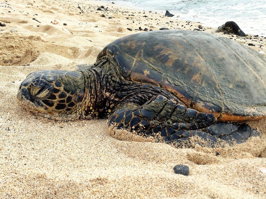 A grumpy turtle on a beach.