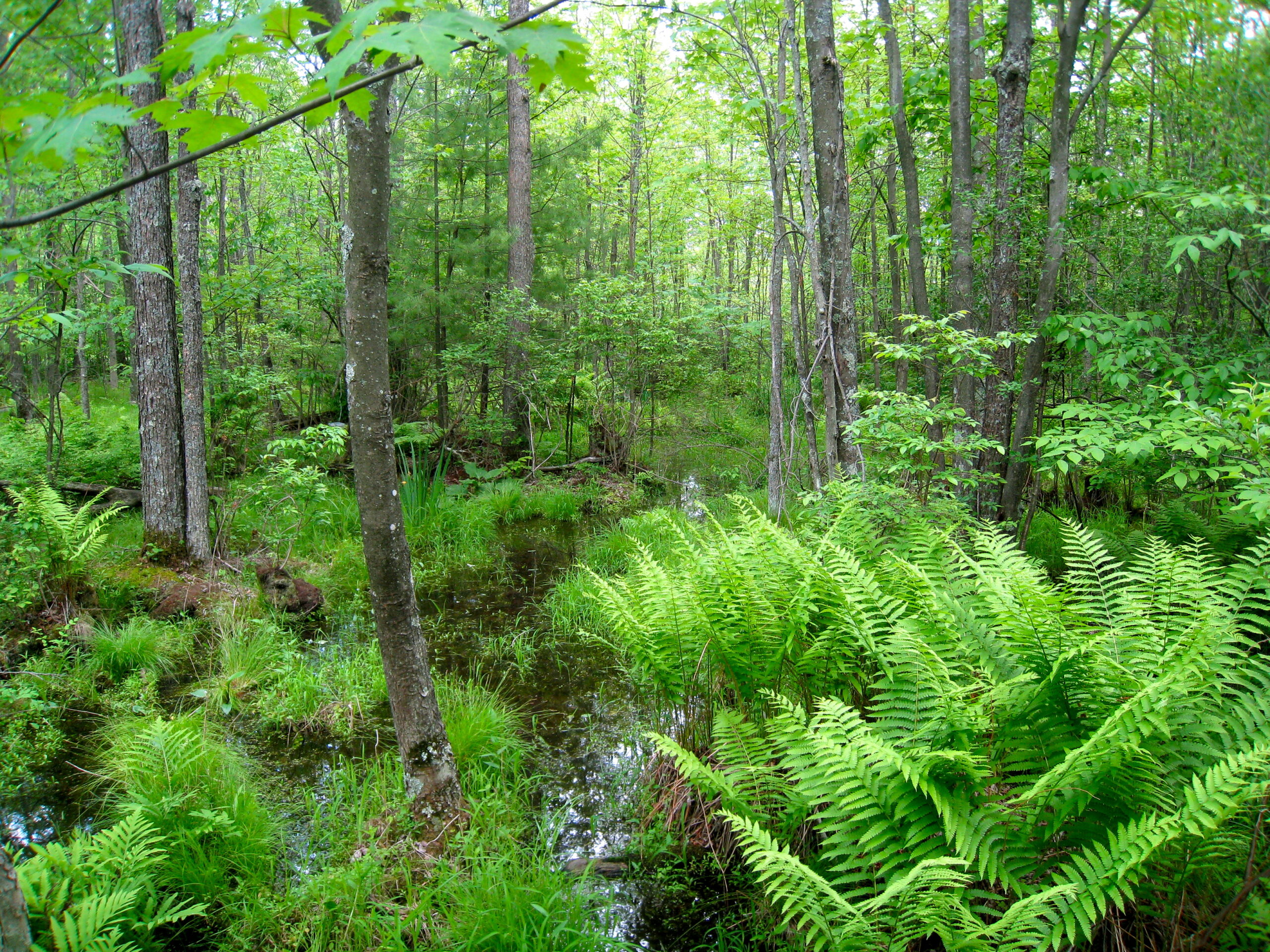 Forest in summer