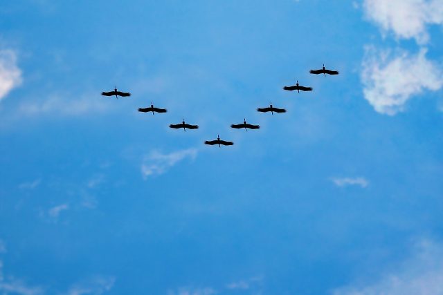 Birds flying in a v formation