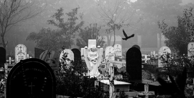A bird flying in a graveyard.