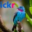Flickr Limits Free Accounts to 1000 Photos to Make the Service Sustainable