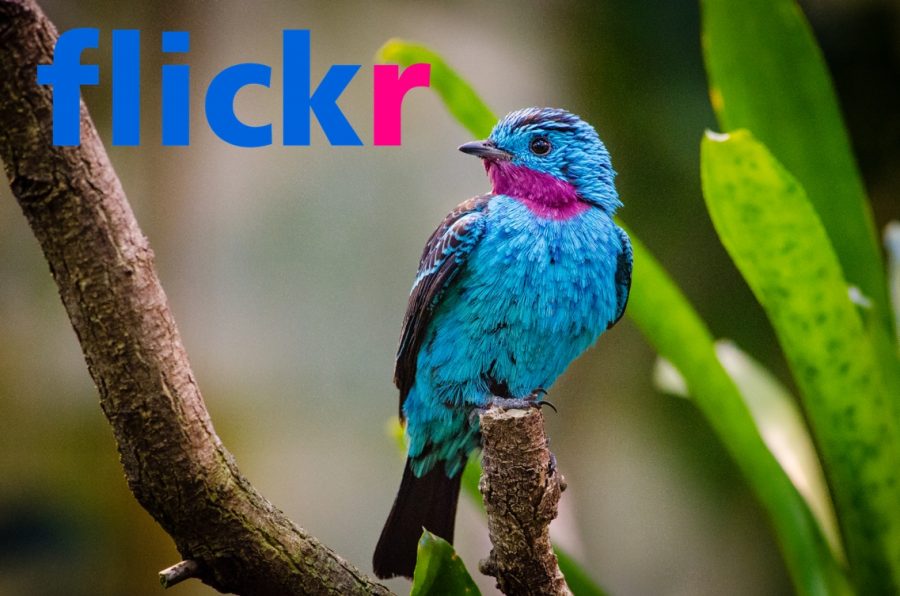 A little blue bird and the Flickr logo.