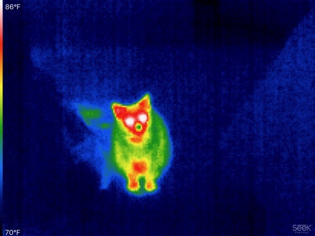A thermal image of a cat.